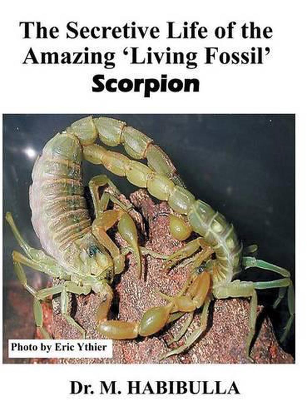 the secretive life of the amazing "living fossil" scorpion