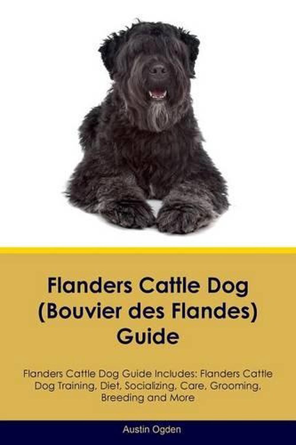 flanders cattle dog (bouvier des flandes) guide flanders cattle