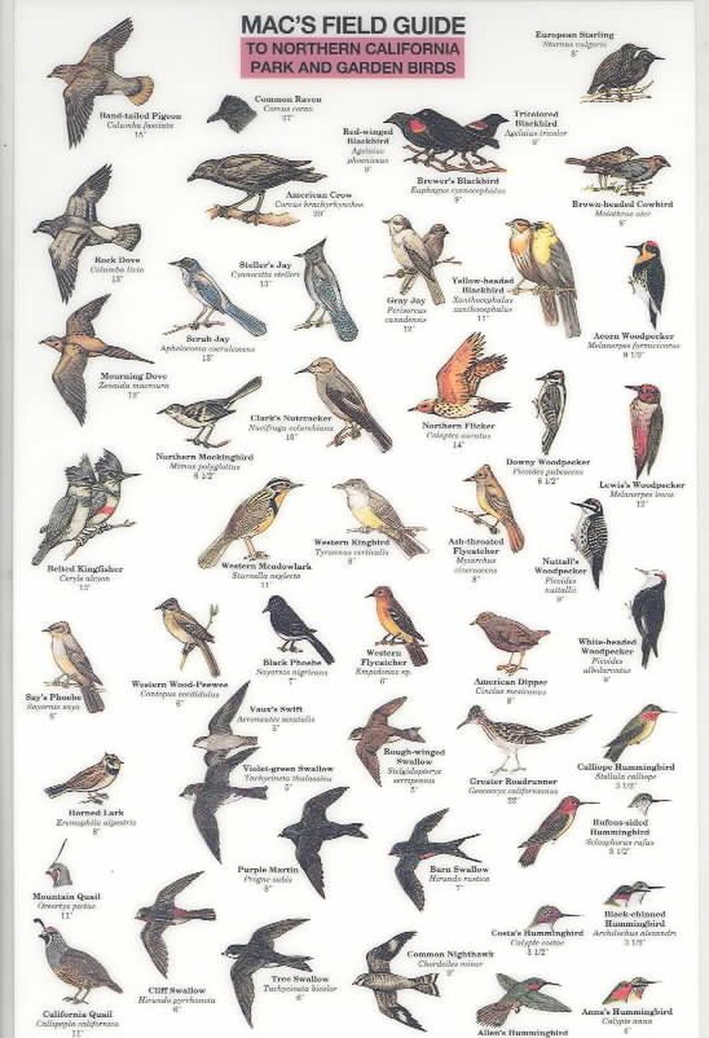 Northern California Park Backyard Birds By Craig Macgowan English