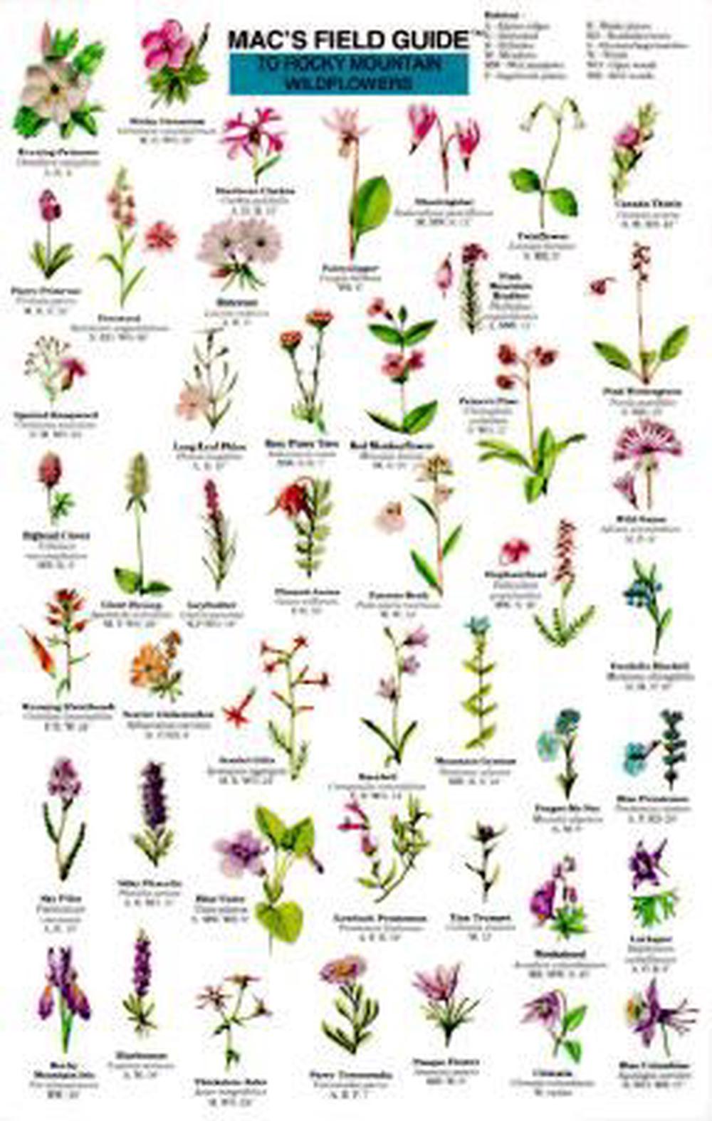 25 Flores Silvestres Com Nomes EDUCA 25 Flores Silvestres Com Nomes EDUCA