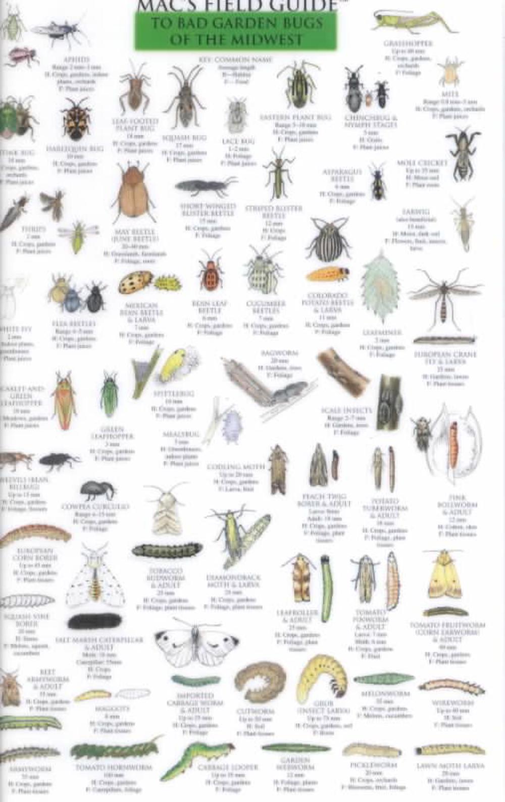 Mac's Field Guide To Midwest Garden Bugs By Craig Macgowan (english 