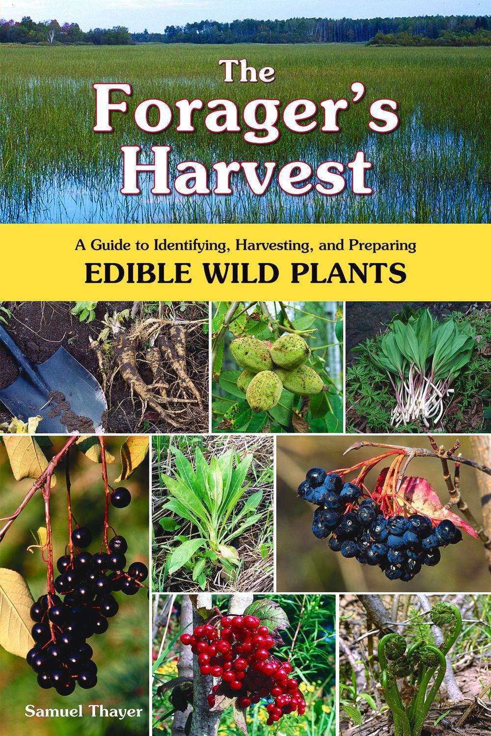 - Harvesting The Hidden Treasure: A Guide To Wild Garlic Foraging