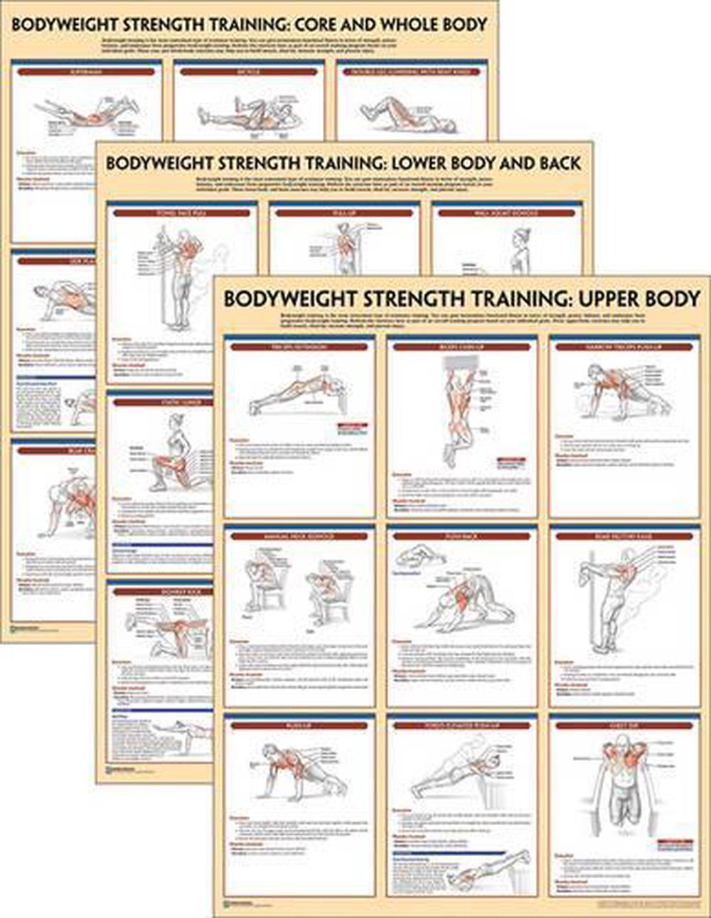 Bodyweight Strength Training Anatomy Poster Series by Human Kinetics ...