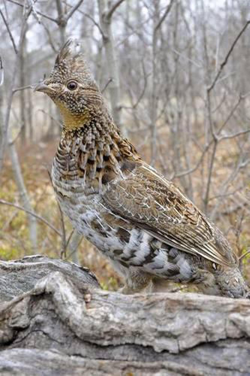 Pennsylvania State Bird - Ruffed Grouse Journal: 150 Page Lined ...