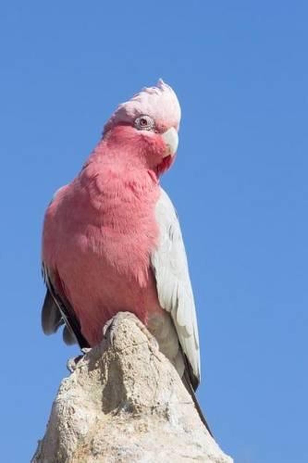 galah cockatoo price galah cockatoo price