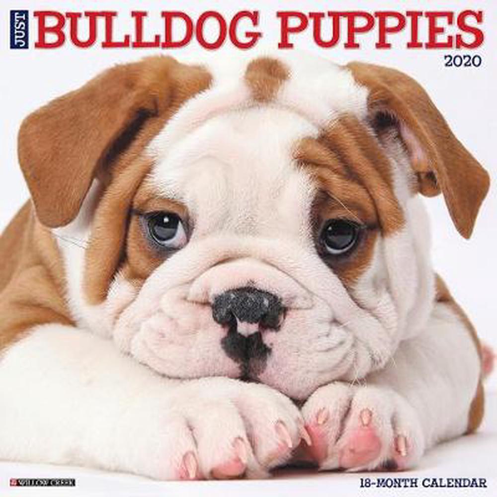 Just Bulldog Puppies 2020 Wall Calendar (dog Breed Calendar) by Willow
