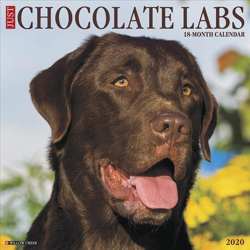 Just Chocolate Labs 2020 Wall Calendar (dog Breed Calendar) by Willow