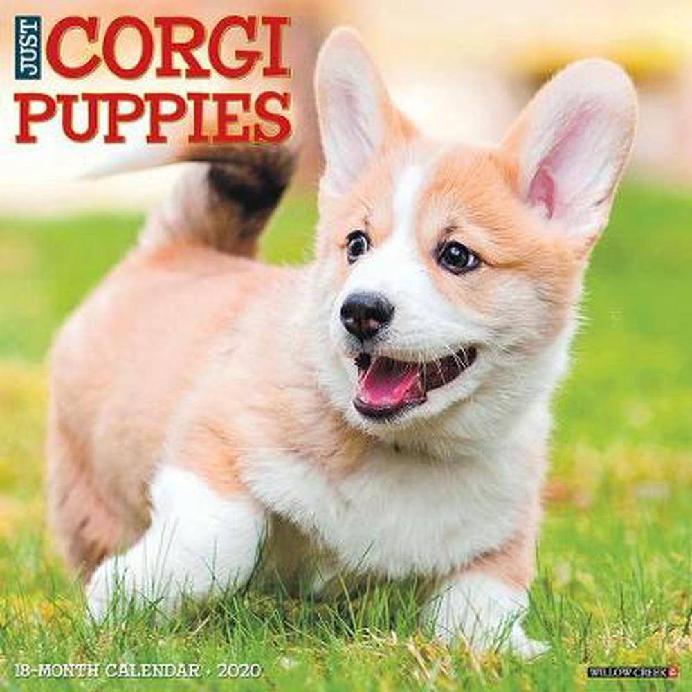 Just Corgi Puppies 2020 Wall Calendar (dog Breed Calendar) by Willow