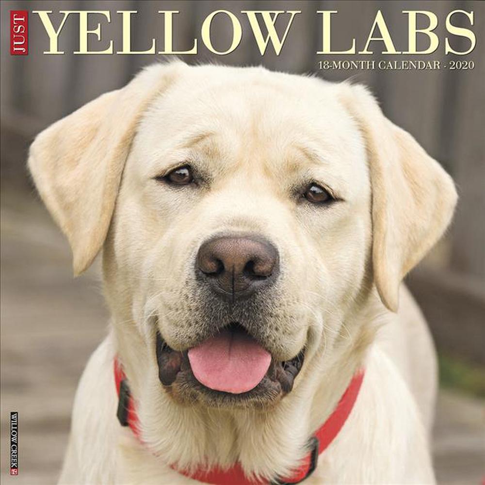 Just Yellow Labs 2020 Wall Calendar (dog Breed Calendar) by Willow