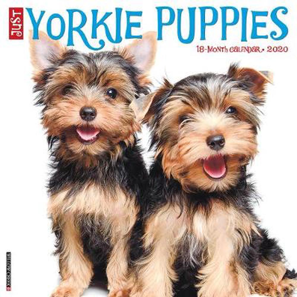 Just Yorkie Puppies 2020 Wall Calendar (dog Breed Calendar) by Willow