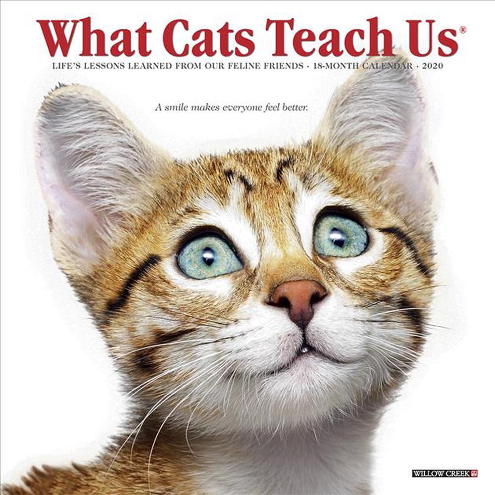 What Cats Teach Us 2020 Mini Wall Calendar by Willow Creek Press