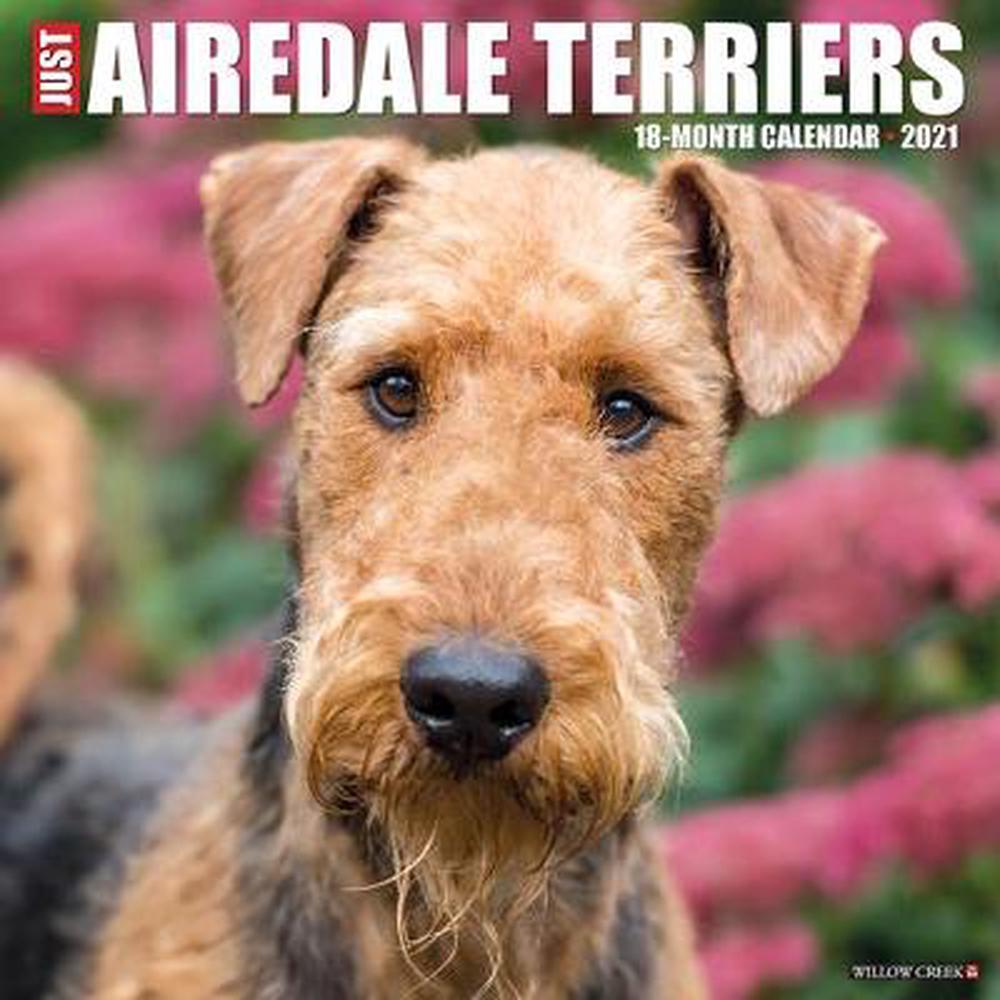 Just Airedale Terriers 2021 Wall Calendar (Dog Breed Calendar) by