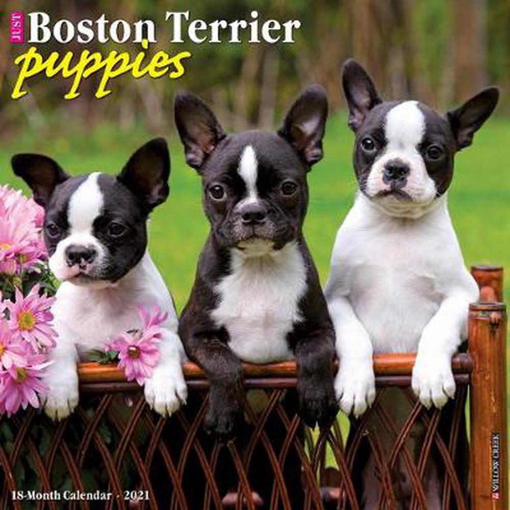 Just Boston Terrier Puppies 2021 Wall Calendar (Dog Breed