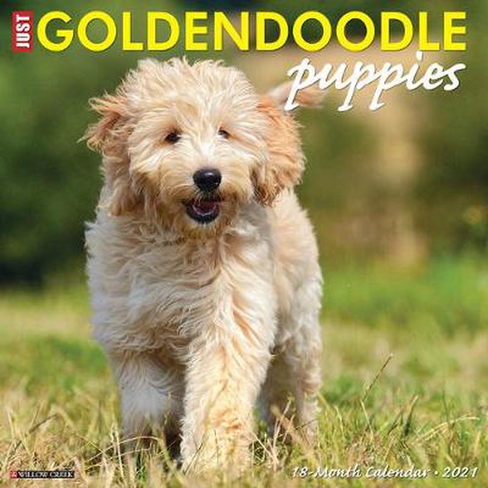 Just Goldendoodle Puppies 2021 Wall Calendar (dog Breed Calendar) by