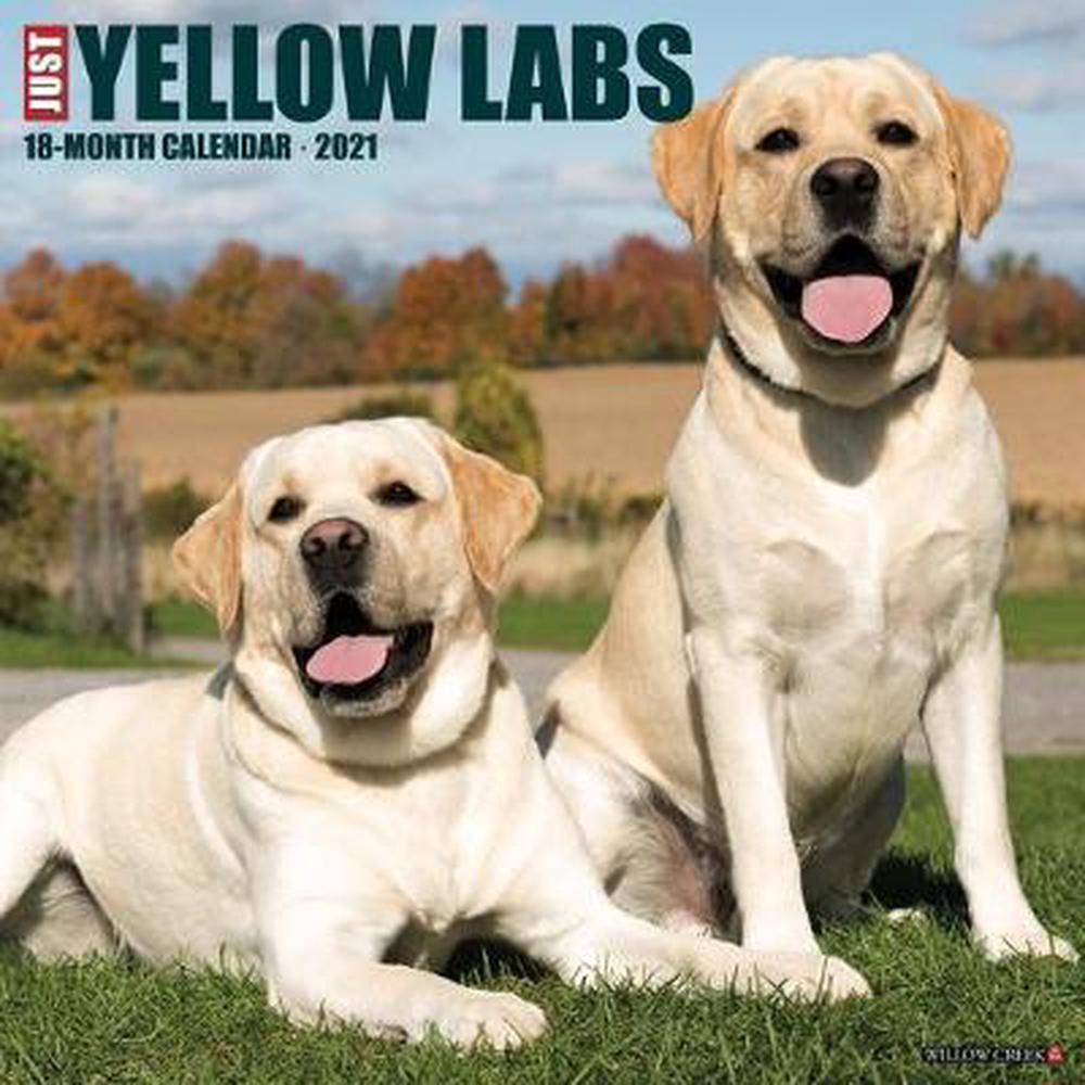 Just Yellow Labs 2021 Wall Calendar (dog Breed Calendar) by Willow