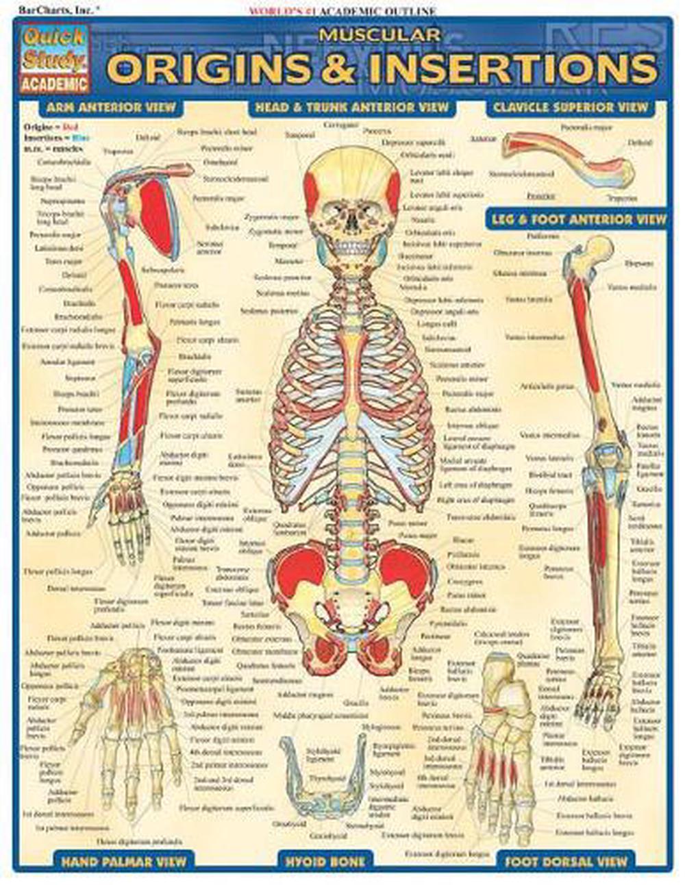 Muscular Origins & Insertions Laminate Reference Chart by Inc BarCharts