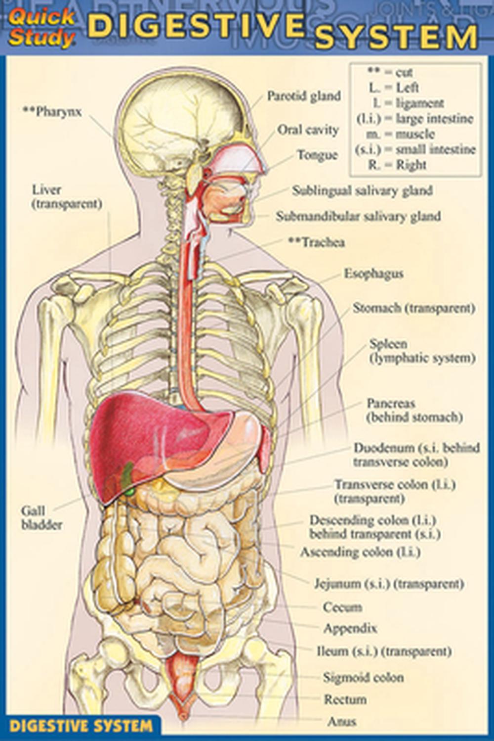 Digestive System (English) Free Shipping! 9781572228191 | eBay