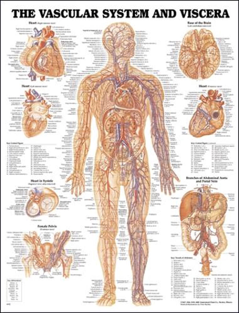 Anatomical Chart Co