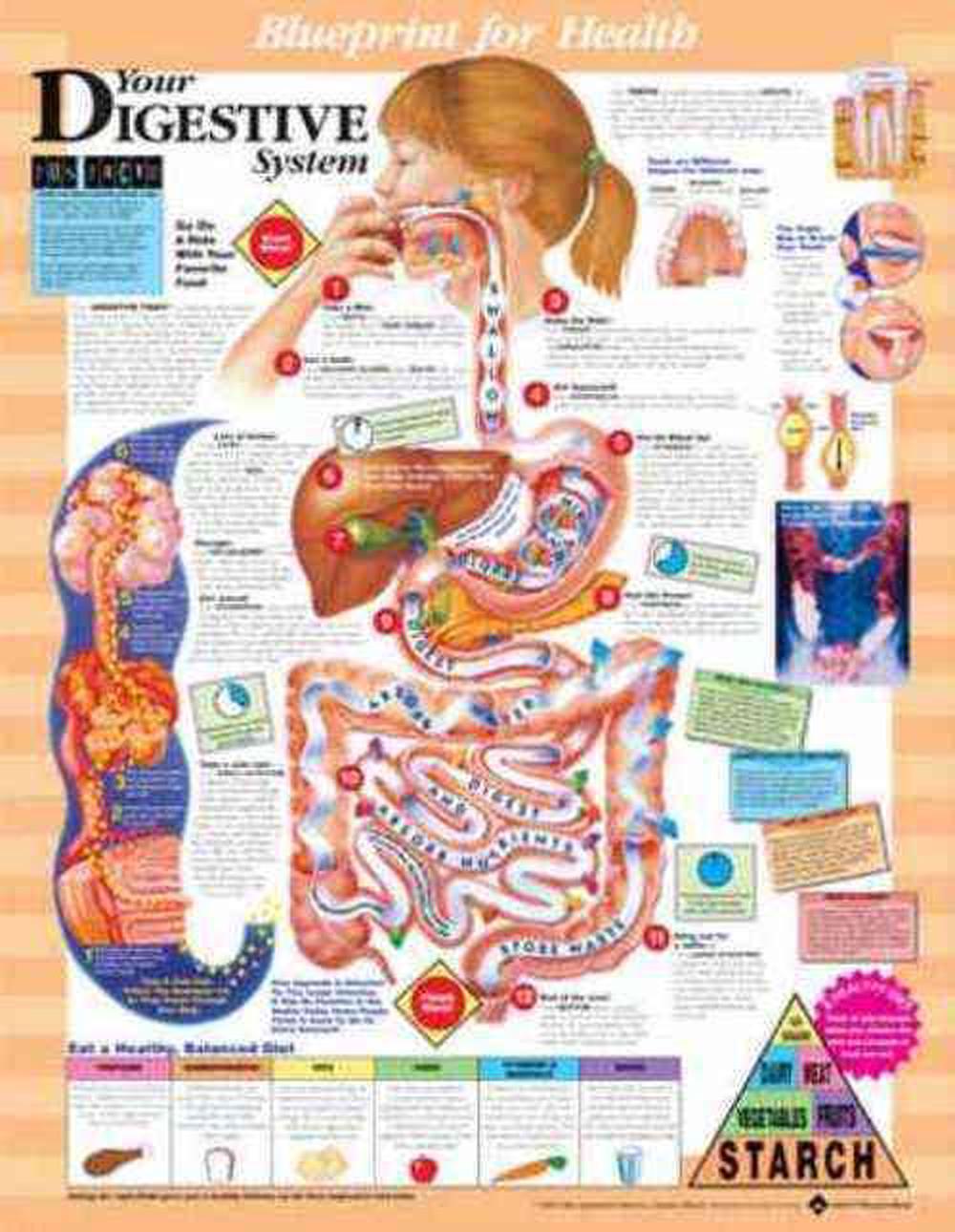 Chart Of The Digestive System systemdesign