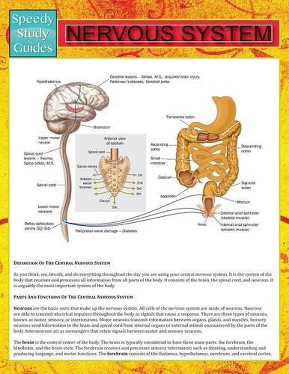 nervous-system-speedy-study-guide-by-speedy-publishing-llc-english