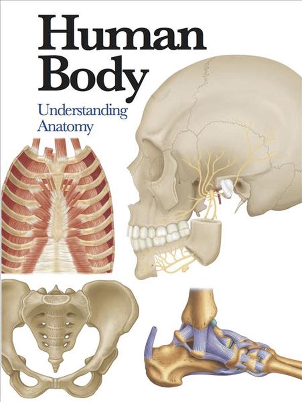 understanding anatomy drawing