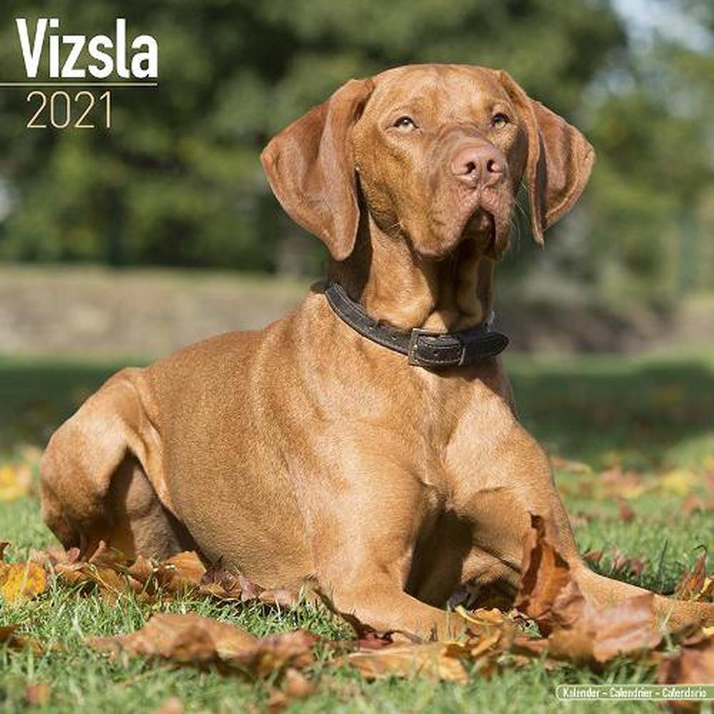 Vizsla 2021 Wall Calendar Free Shipping! 9781785809347 | eBay