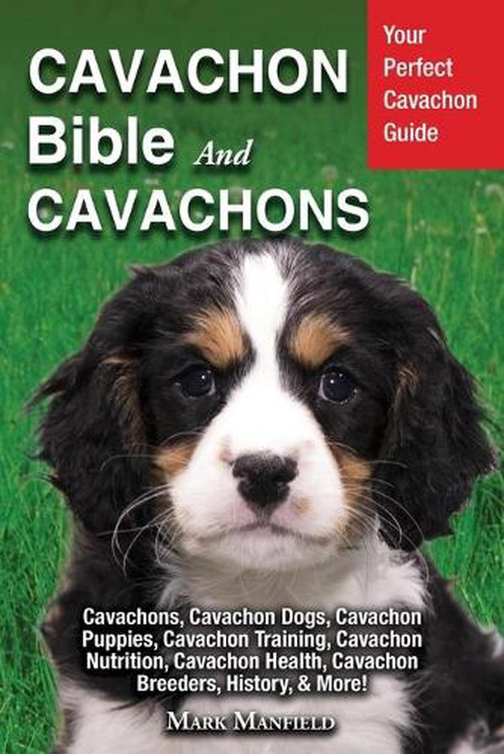 cavachon health