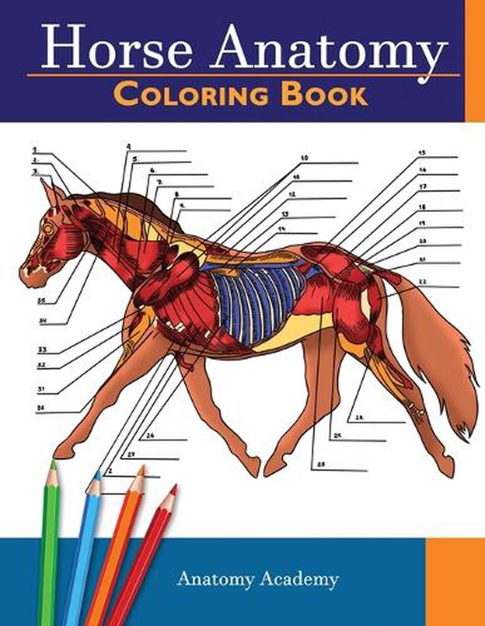 Download Horse Anatomy Coloring Book by Academy Anatomy Academy ...