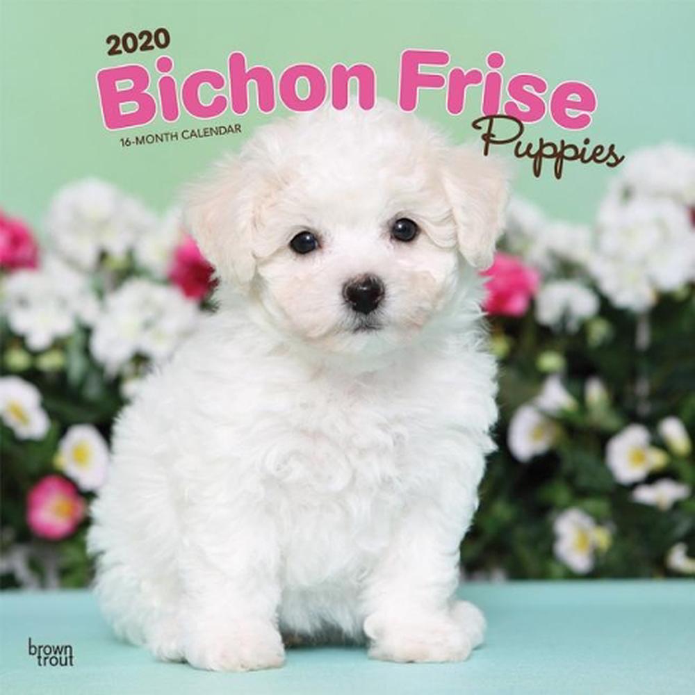 Bichon Frise Puppies 2020 Square Wall Calendar by Browntrout Publishers