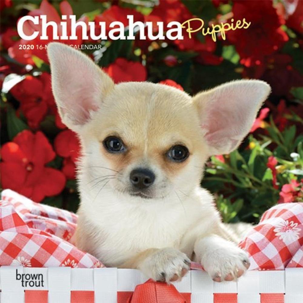 chihuahua mini calendar