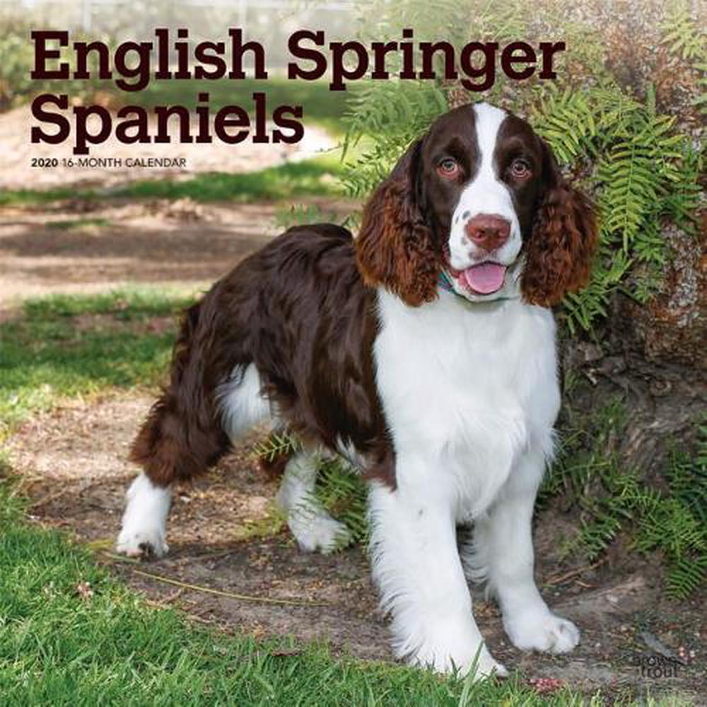 English Springer Spaniels 2020 Square By Inc Browntrout Publishers 