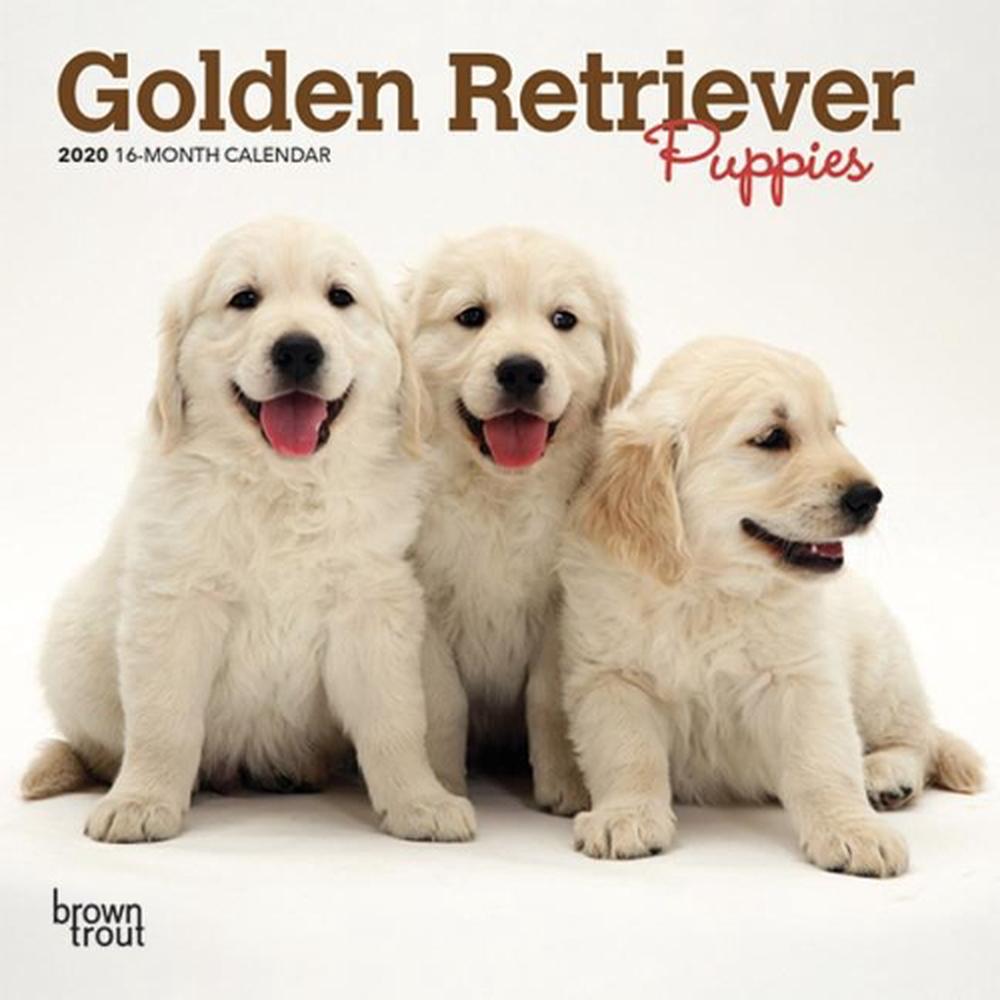 golden-retriever-puppies-2020-mini-wall-calendar-by-inc-browntrout-publishers-pa-9781975407483