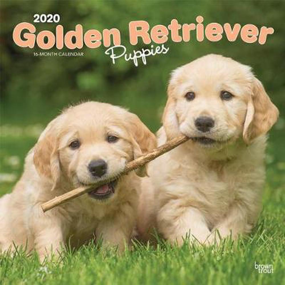 golden-retriever-puppies-2020-square-wall-calendar-by-inc-browntrout-publishers-9781975407490-ebay