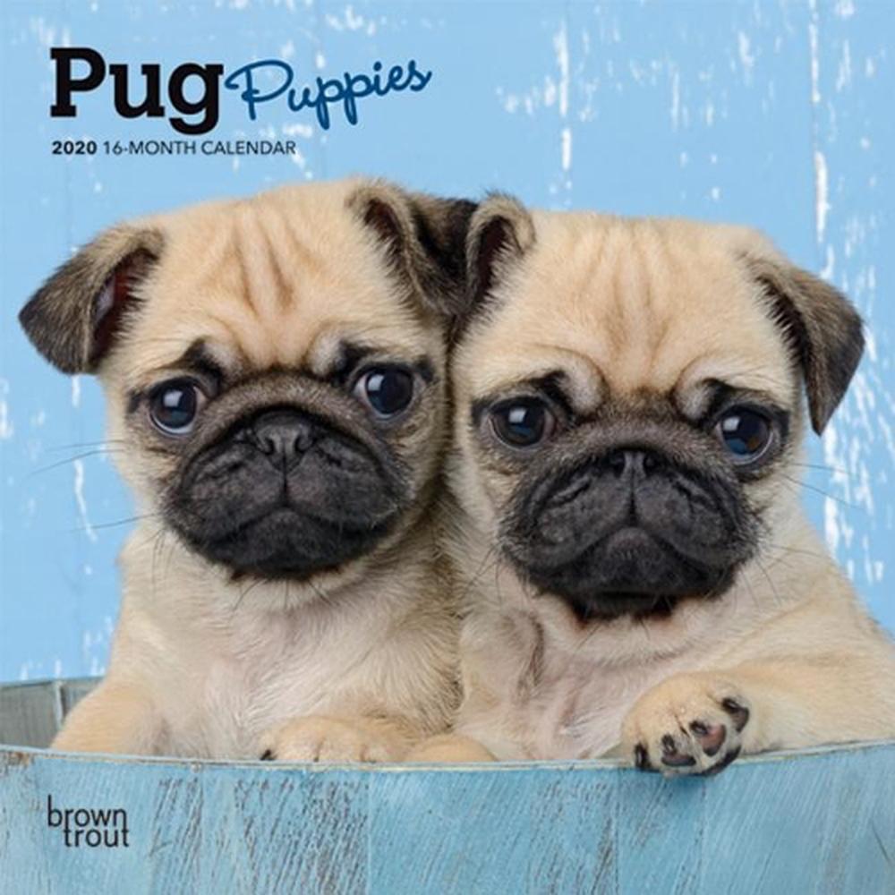 Pug Puppies 2020 Mini Wall Calendar by Inc Browntrout Publishers