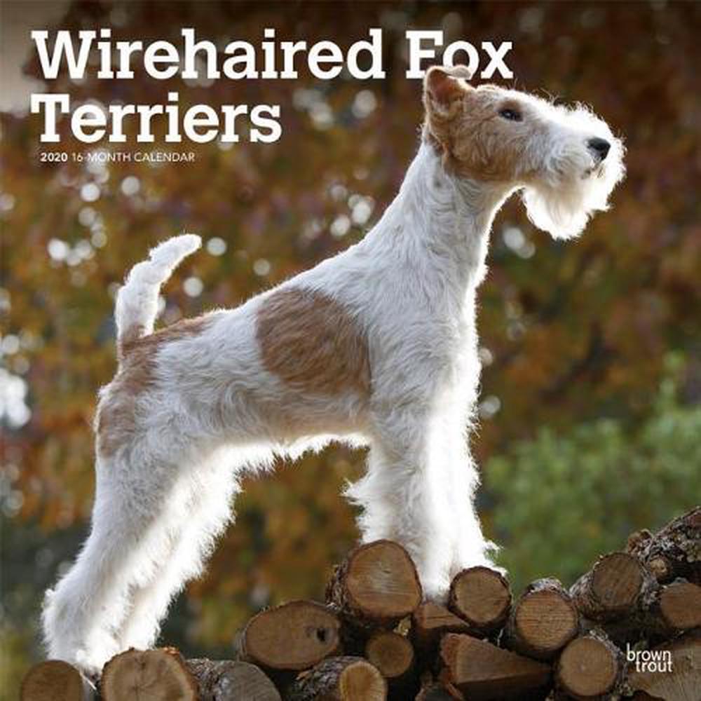 Wirehaired Fox Terriers 2020 Square Wall Calendar by Inc ...