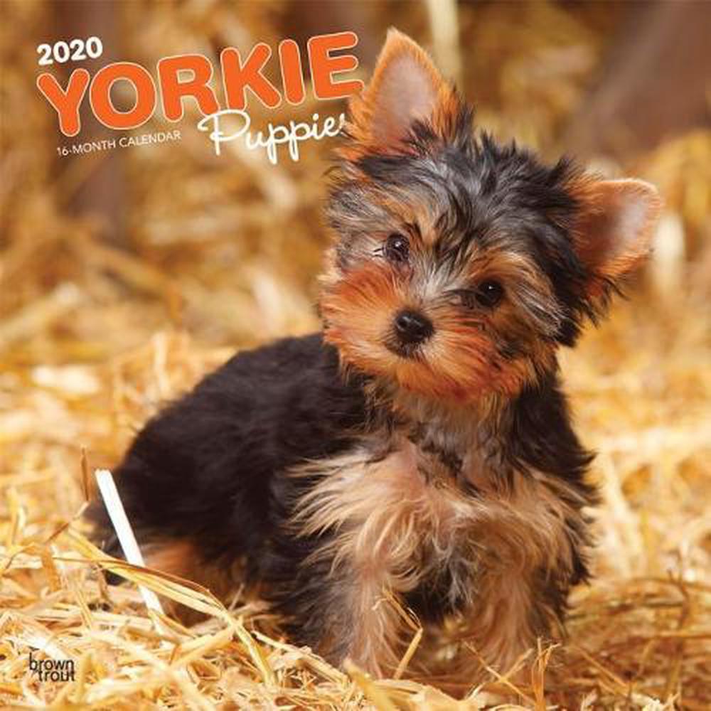 Yorkshire Terrier Puppies 2020 Square Wall Calendar by Inc Browntrout