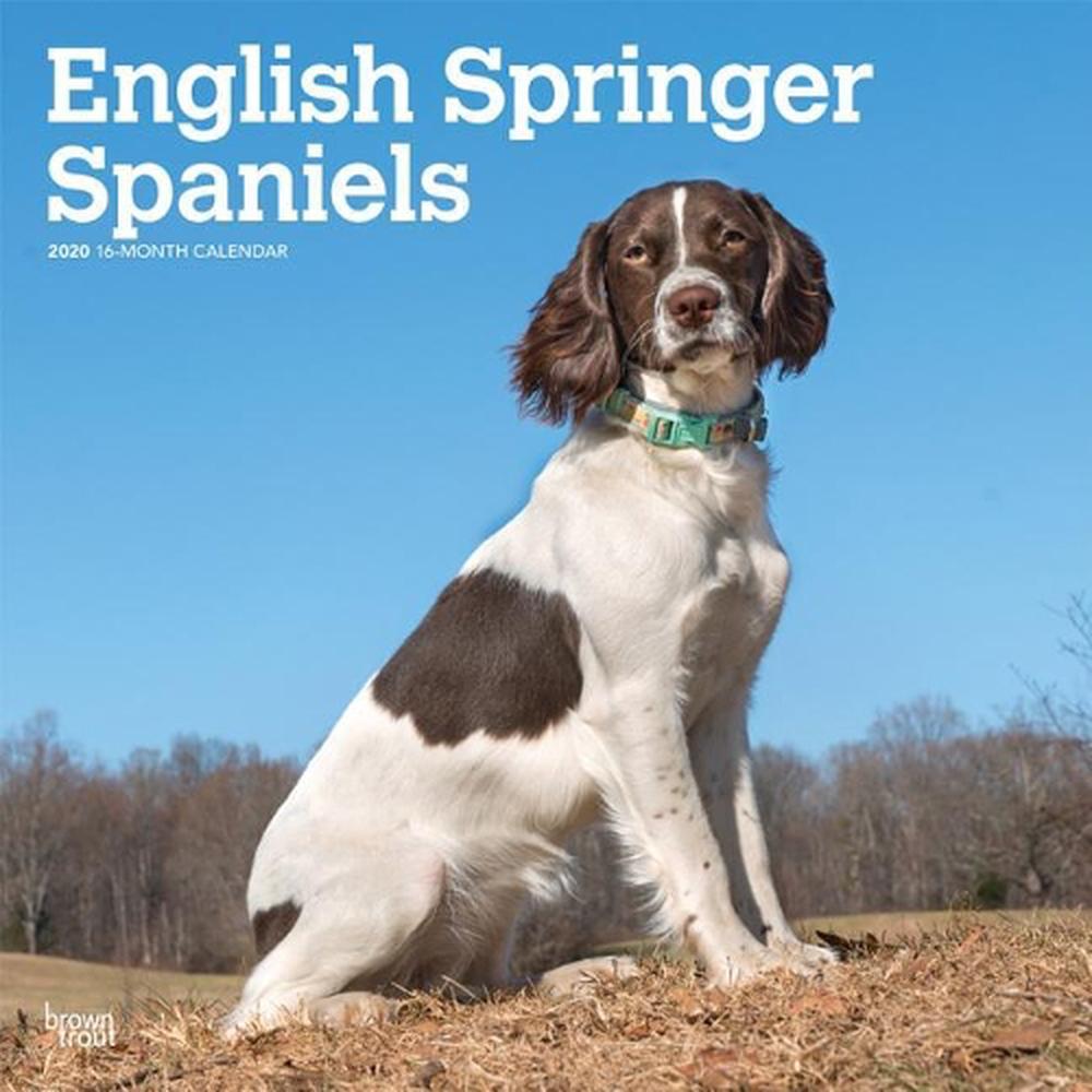 English Springer Spaniels Intl 2020 Square Wall Calendar ...