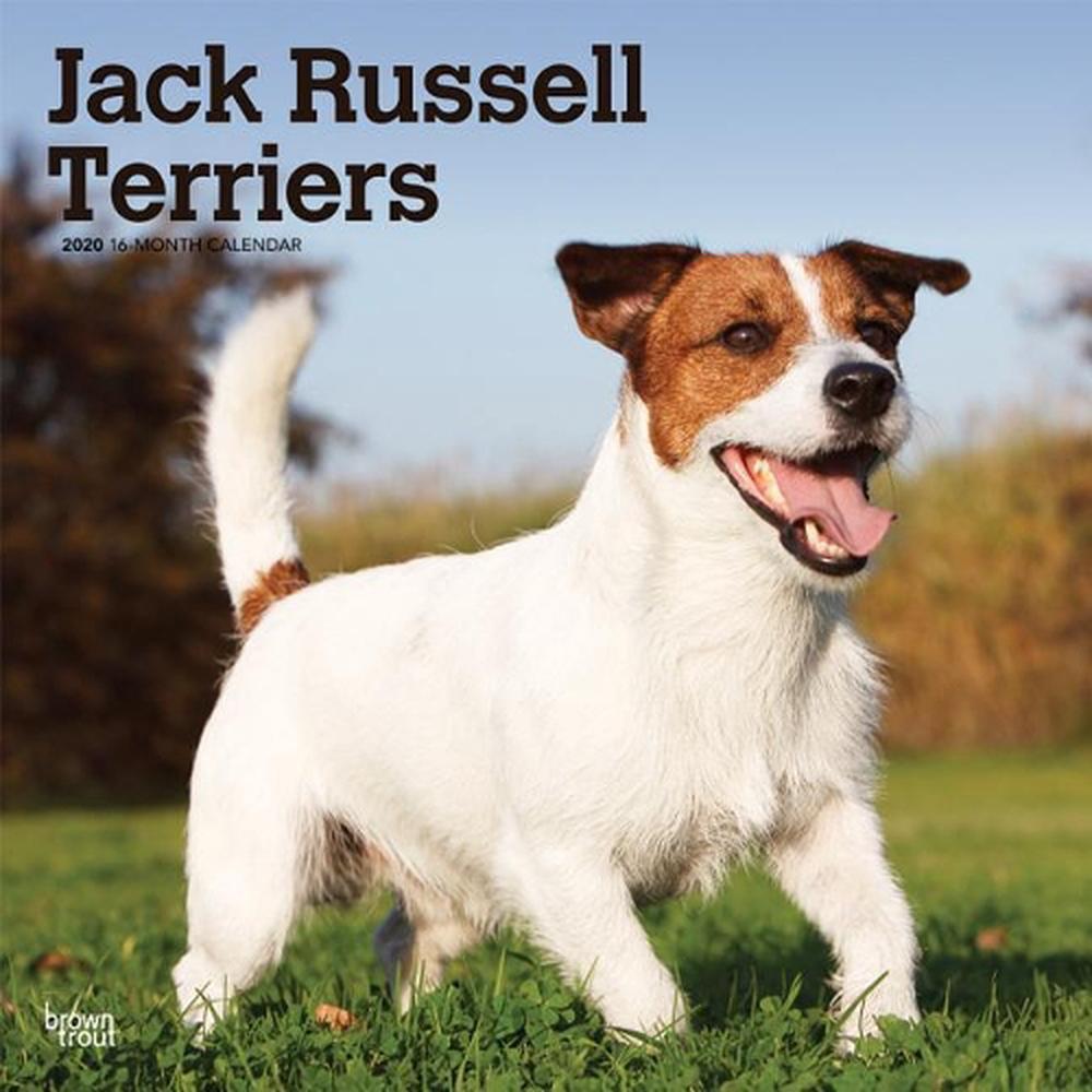 Jack Russell Terriers Intl 2020 Square Wall Calendar by Inc Browntrout Jack Russell Terriers Intl 2020 Square Wall Calendar by Inc Browntrout