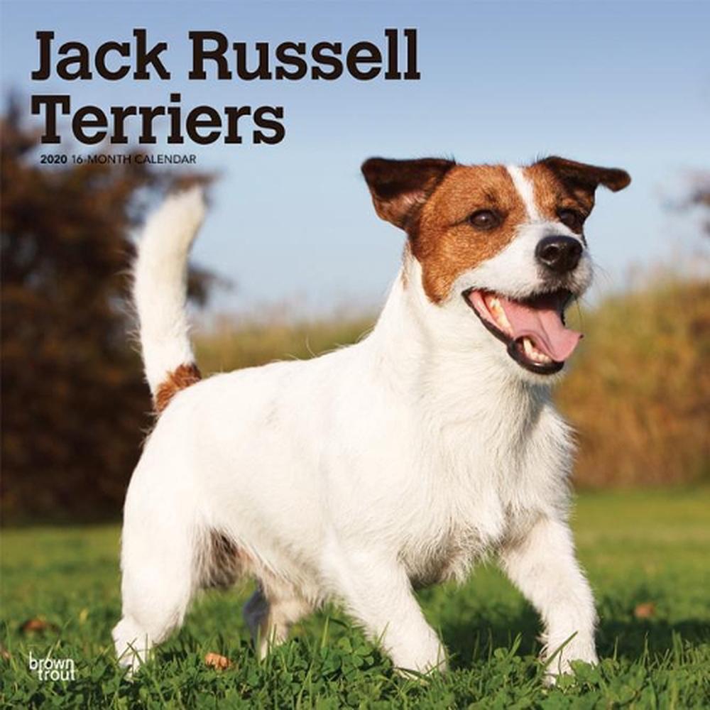 Jack Russell Terriers Intl 2020 Square Wall Calendar by Inc Browntrout