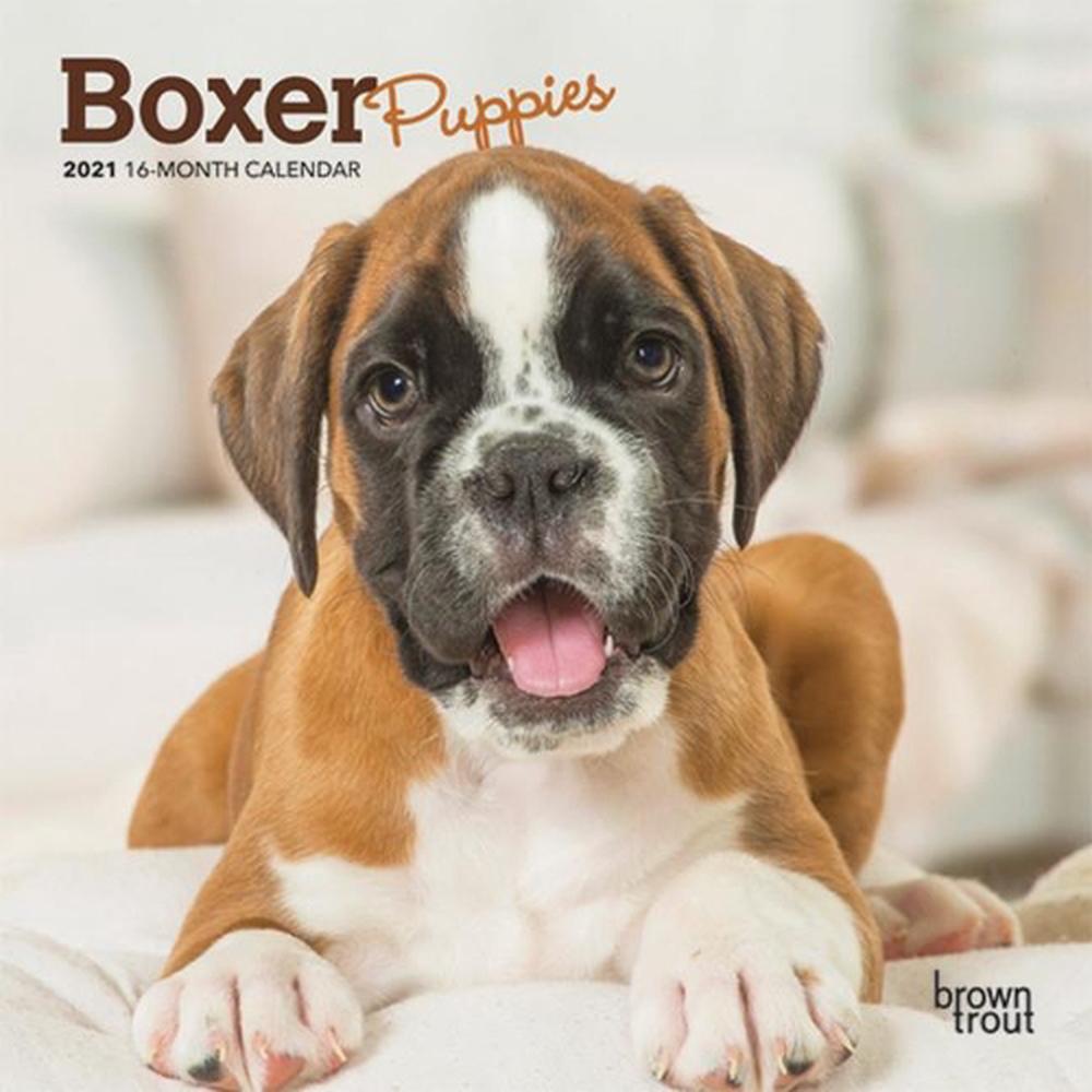 Boxer Puppies 2021 Mini 7x7 by Browntrout (English) Free