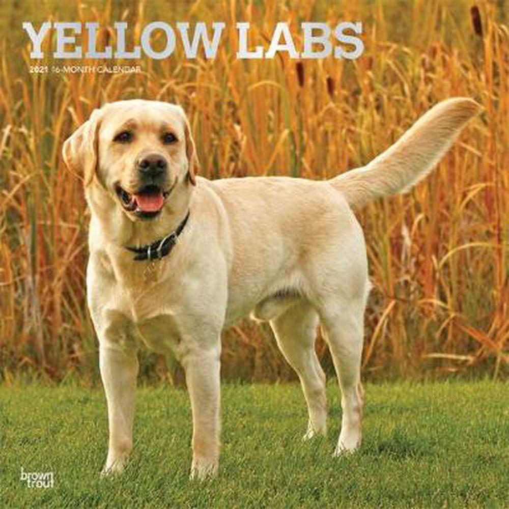 Labrador Retrievers, Yellow 2021 Square Foil by Browntrout (English